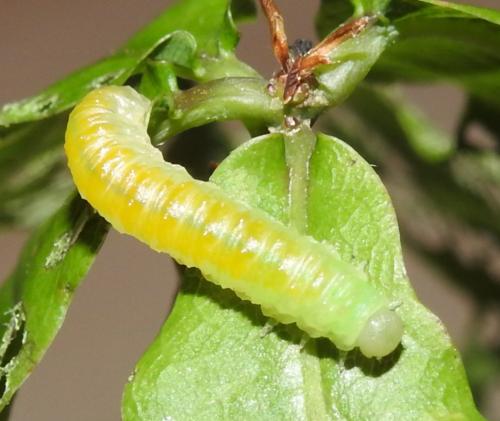Réf. 333 999 : Periclista lineolata